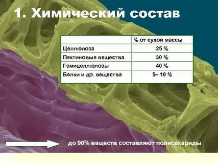 Масса клетки человека