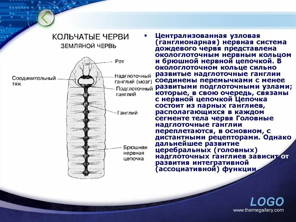 Брюшная нервная цепочка функции. Узловая нервная система у кольчатых червей. Нервная система дождевого червя представлена. Неверная система дождевого червя. Узловая первая система дождевого червя.