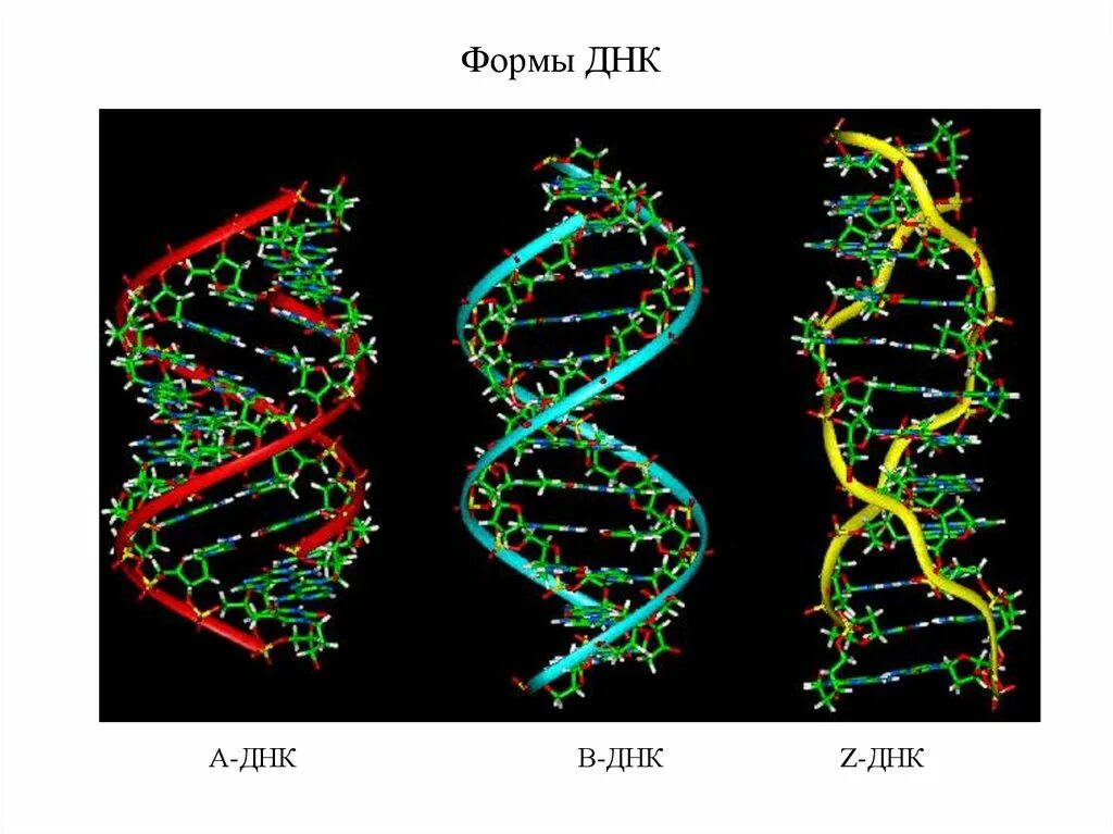 Двойная спираль РНК. Вторичная структура ДНК. Вторичная структура ДНК двойная спираль. Формы вторичной структуры ДНК.