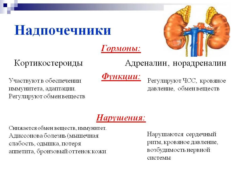 Какова роль гормонов в организме человека. Гормоны надпочечников: структура, функции. Функции железы внутренней секреции надпочечники. Надпочечники железа строение и функции. Железа надпочечники гормоны и функции таблица.