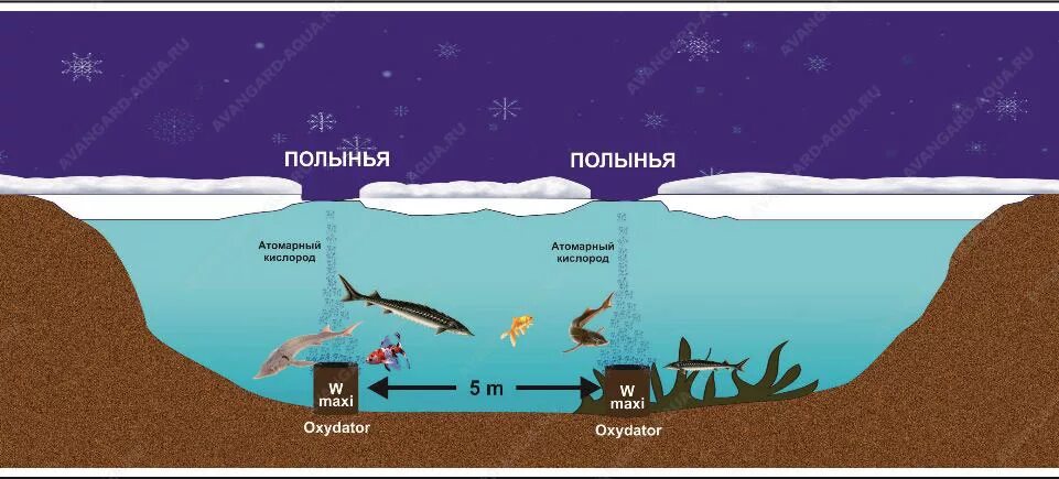 Какой глубины должен быть пруд. Глубина пруда для зимовки рыбы. глубина для зимовки карпа. минимальная глубина пруда. минимальные размеры пруда для рыбы.