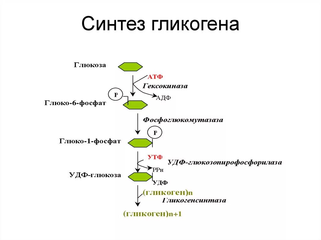 Синтез гликогена биохимия схема. Процесс синтеза гликогена. Обмен гликогена Синтез схема. Биосинтез гликогена схема. Глюкоген