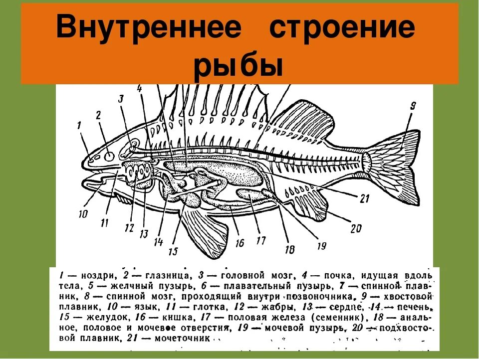 Внутреннее строение карася. Внутреннее строение костистой рыбы. Наружное строение костной рыбы. Наружное строение речного окуня. Лучепёрые рыбы внутреннее строение.