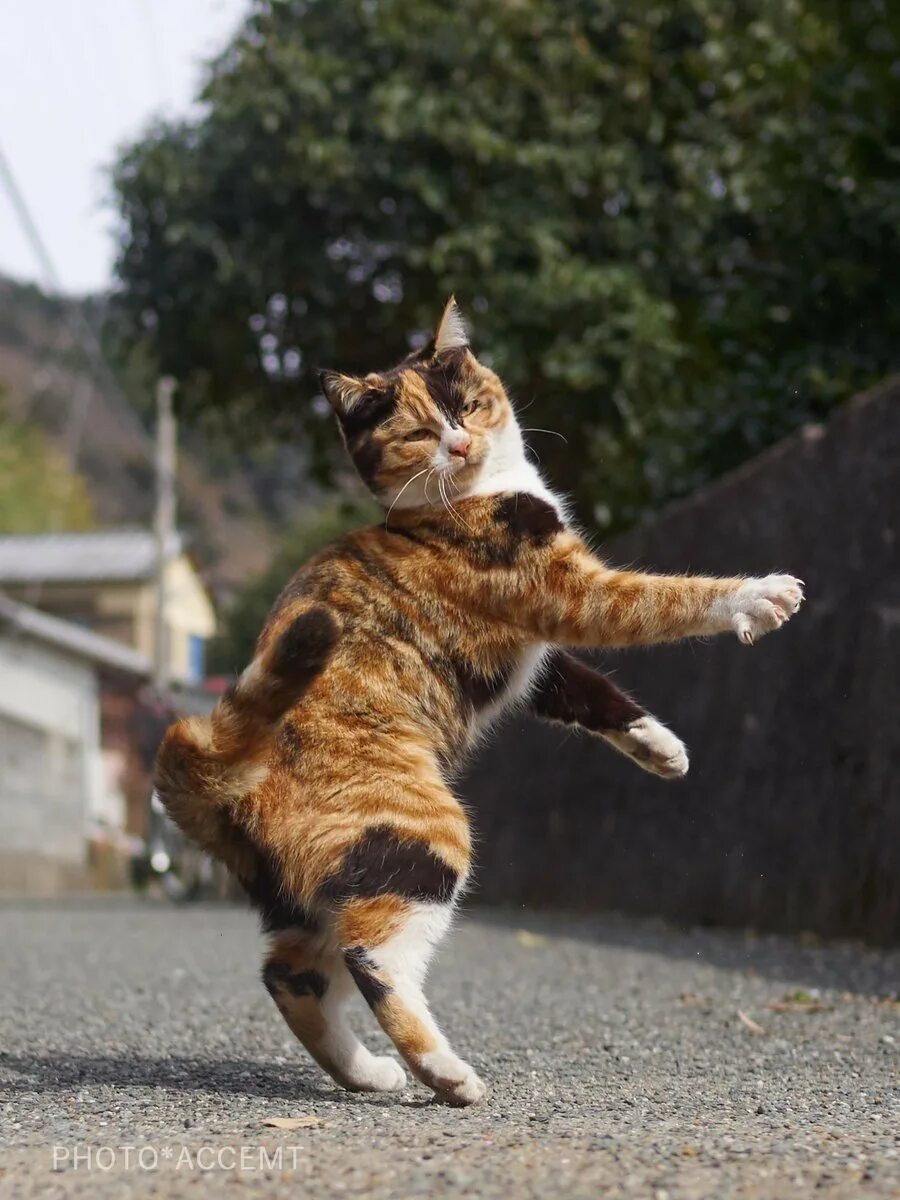 Где котики танцуют. Танцующий кот. Кошки которые танцуют. Коты танцы. Рыжий кот танцует.