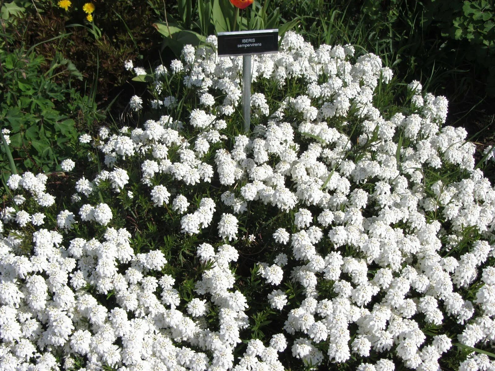 Названия белых многолетних цветов. Иберис вечнозеленый. Иберис вечнозеленый (sempervirens). Иберис вечнозеленый Сноуфлейк. Иберис Сноуфлейк многолетний.