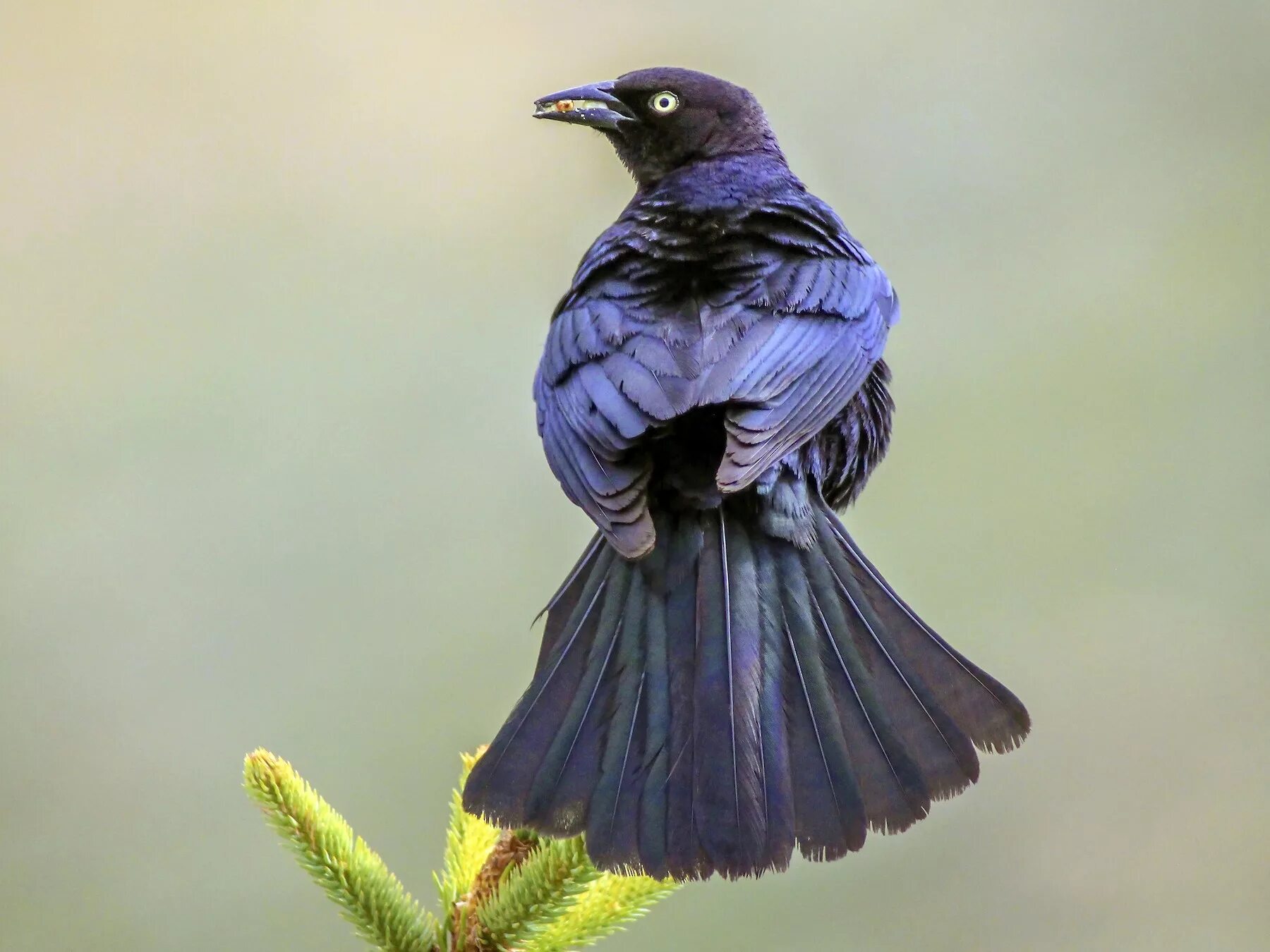 Виды темных птиц. Lamprotornis chalybaeus. Черная птица. Черная переливающаяся птица. Птица с черной мордой.