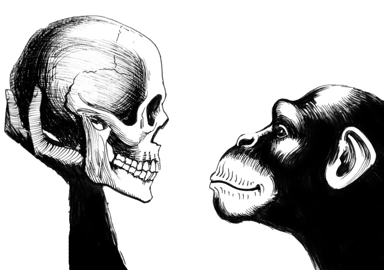 Мозг гориллы и человека. Обезьяна с человеческим черепом. Обезьяна с черепом в руке.