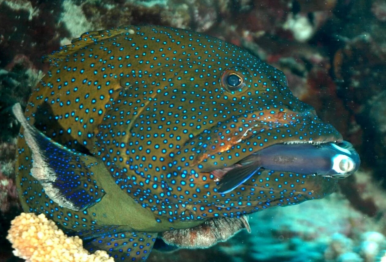 Epinephelus flavocaeruleus. голубой групер рыба. голубой групер рыба. синий групер рыба. тихоокеанский групер.