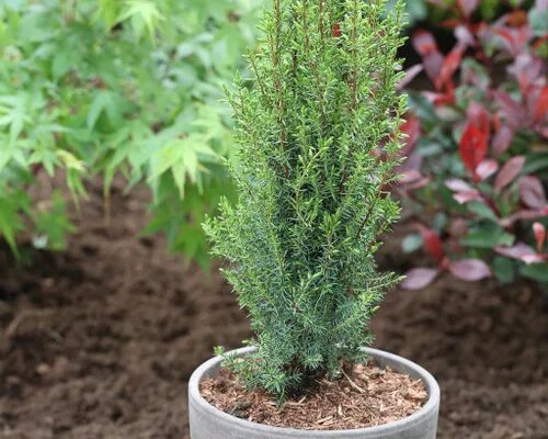 Продажа Juniperus communis Arnold Можжевельник обыкновенный в Санкт-Петербурге. 