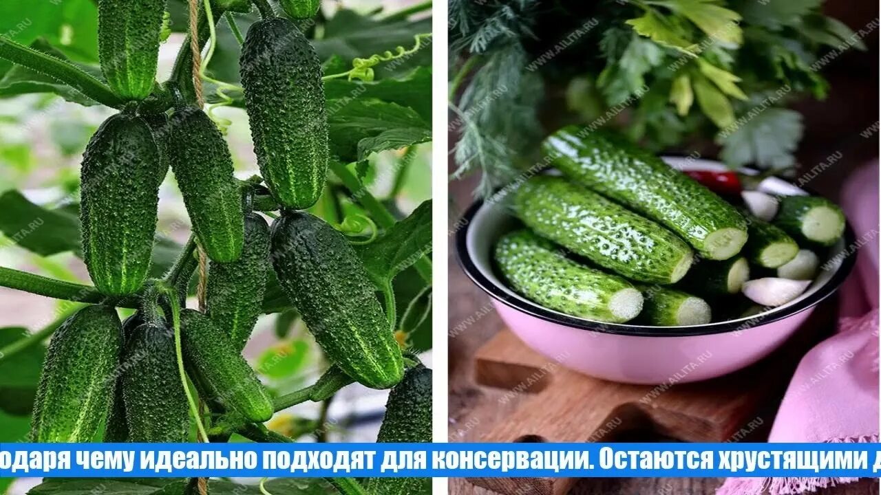 Огурцы семена лучшие самоопыляемые длительного