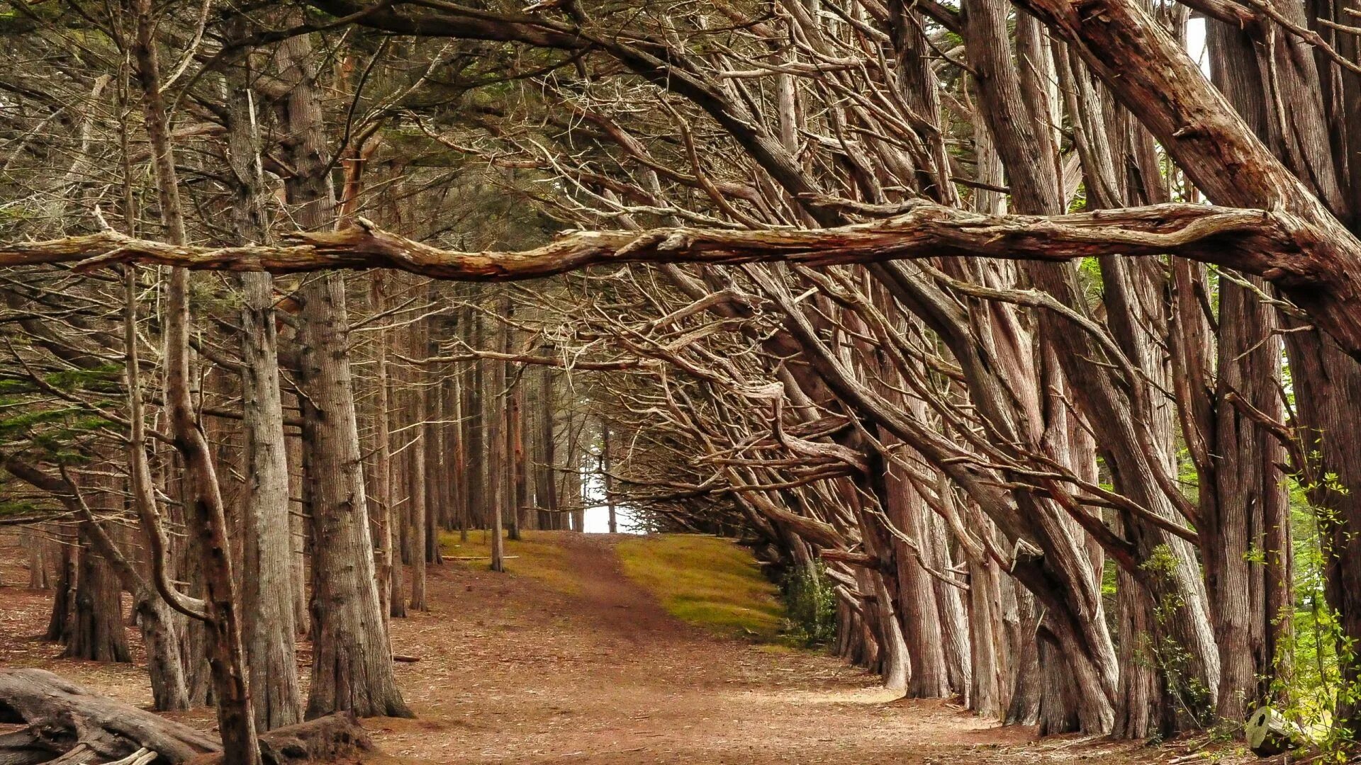 Lots of trees