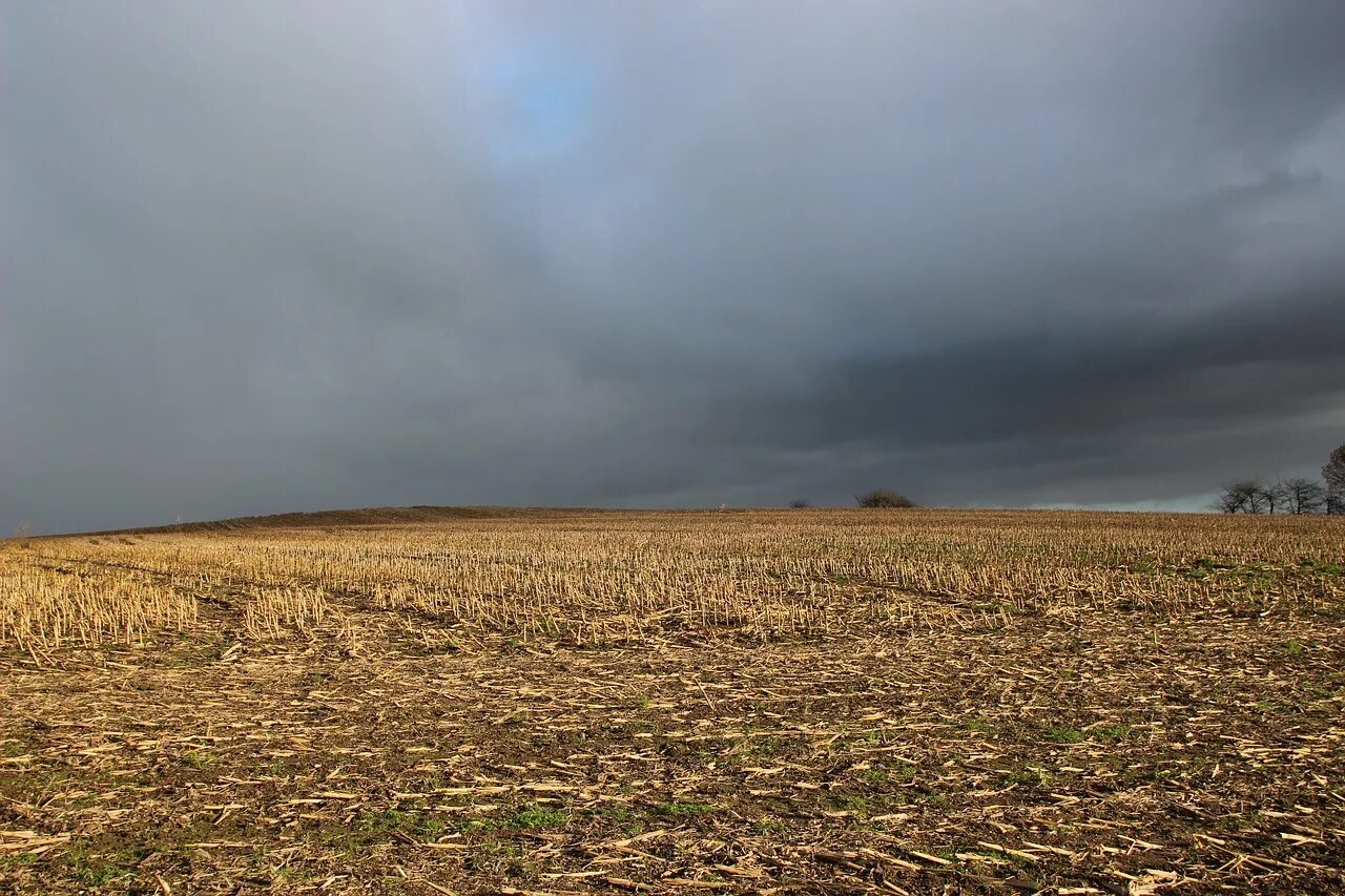 Мои обиды и как старое жнивье. Stubble стерня жнивье. Жнивьё в поле. Старое жнивье что это. Жнивье осень.