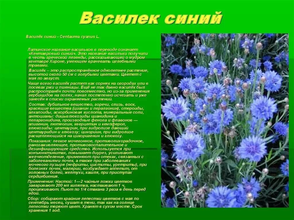 Синь васильки текст. Василек лекарственное растение. Василек Луговой и Василек синий. Василек характеристика растения. Василек описание растения 4 класс.