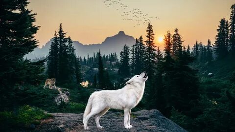 Wolf gallery
