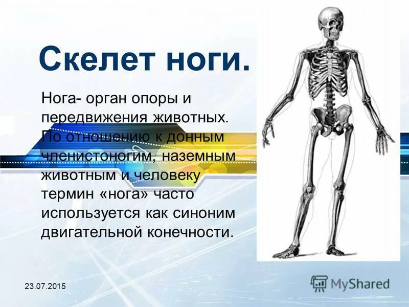 Скелет конечностей. Скелет ноги человека. Опора и движение животных. Скелет человека бедро. 7 скелет конечностей