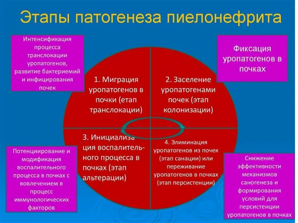 Пиелонефрит статистика. Патогенез хронического пиелонефрита схема. Этиопатогенез острого пиелонефрита. Острый пиелонефрит патогенез. Патогенез острого пиелонефрита схема.