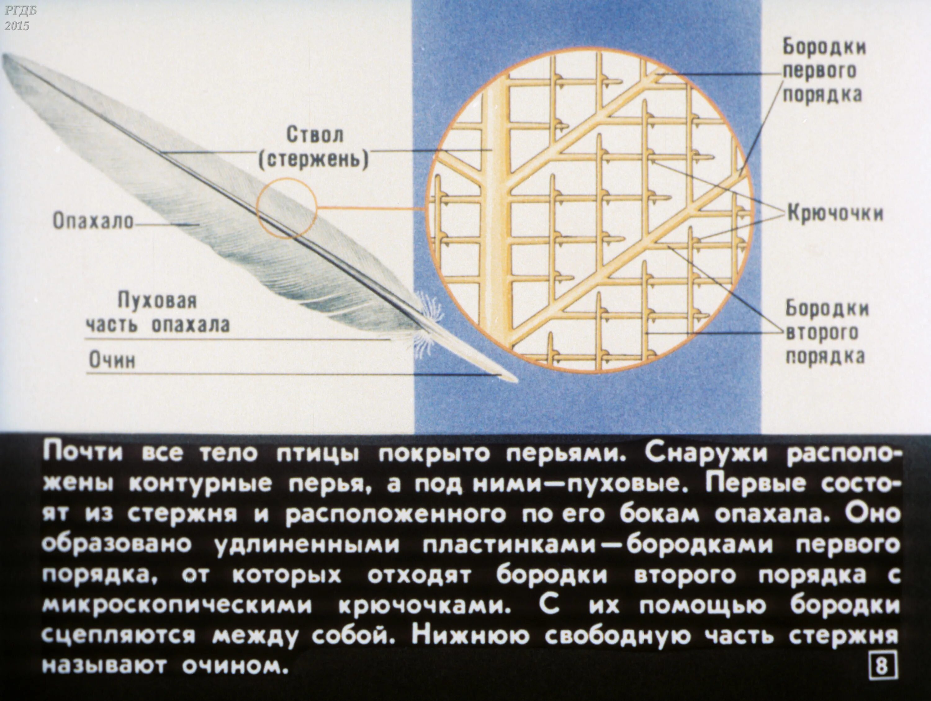 Бородки первого порядка. Бородки второго порядка. бородки первого и второго порядка у птиц. бородки первого порядка и бородки второго порядка.