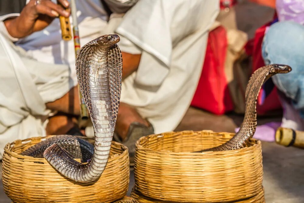 Индийский про змей. Индийская змея. Заклинатель змей. Священное животное Королевская Кобра в Индии.