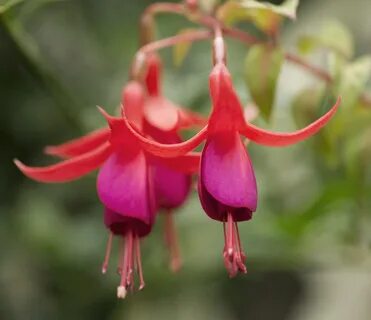 Dancing flowers