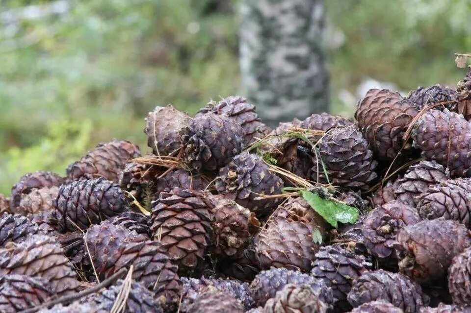 Как шишков шишкой стал