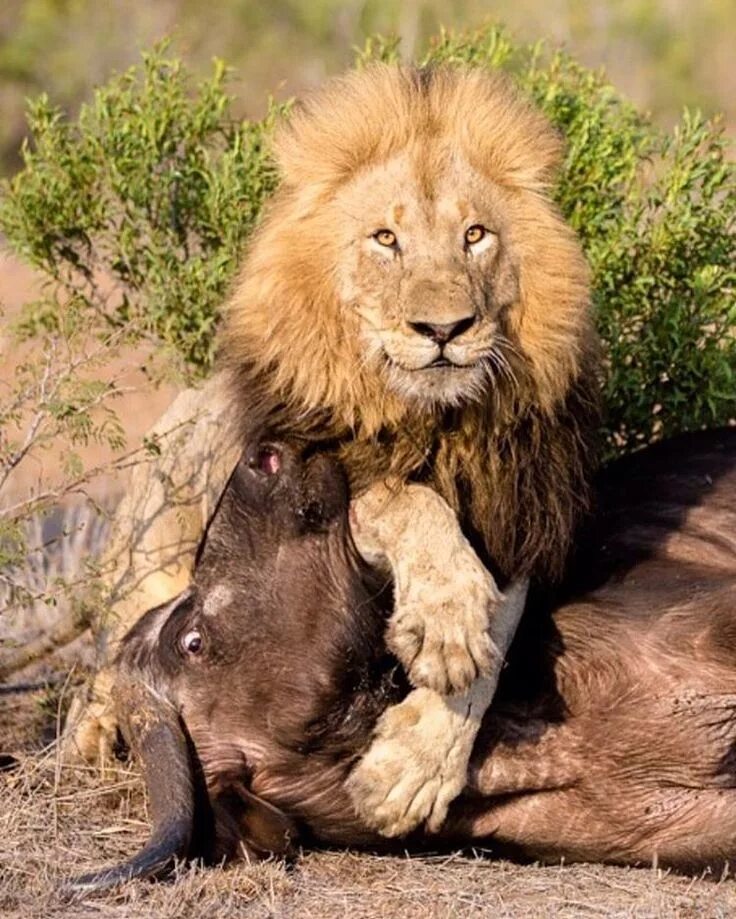 Wildebeest, Lion hunting, Lion
