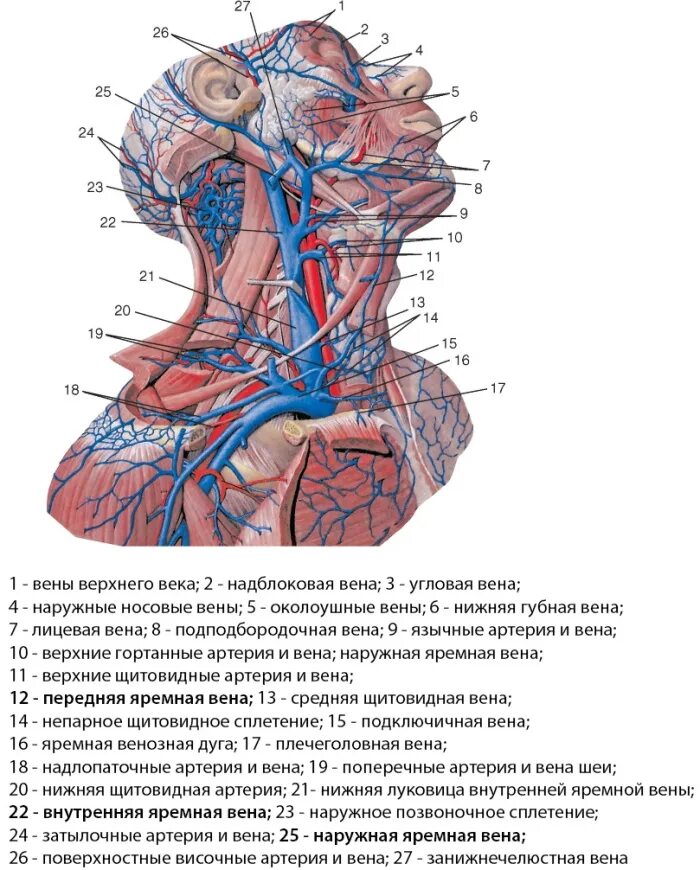 Где находится артерия и вены. Внутренняя яремная Вена луковица. Внутренняя яремная Вена и наружная яремная Вена. Передняя яремная Вена анатомия притоки. Наружная и внутренняя яремная Вена анатомия.