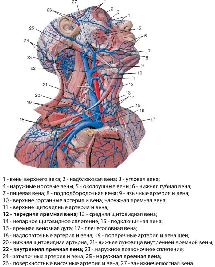Алтах вена. Внутренняя яремная Вена луковица. Передняя яремная Вена анатомия притоки. Наружная и внутренняя яремная Вена анатомия. Яремные вены анатомия шеи.