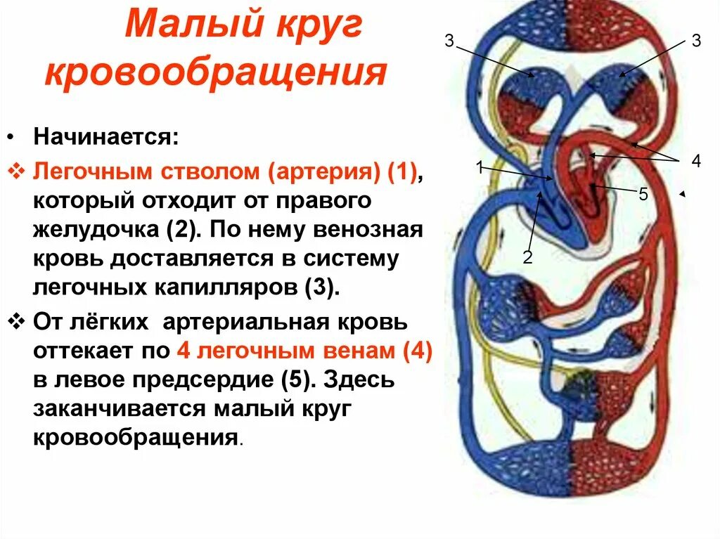 Кровь течет по трем кругам кровообращения. Малый круг кровообращения топографическая анатомия. Малый круг кровообращения начинается в 1 правильный ответ. Большо1 и малый круг кровообращения. Логическая схема сосуды малого круга кровообращения.