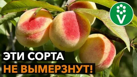 Персики беларусь