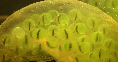 В амебе поселилась водоросль водоросль