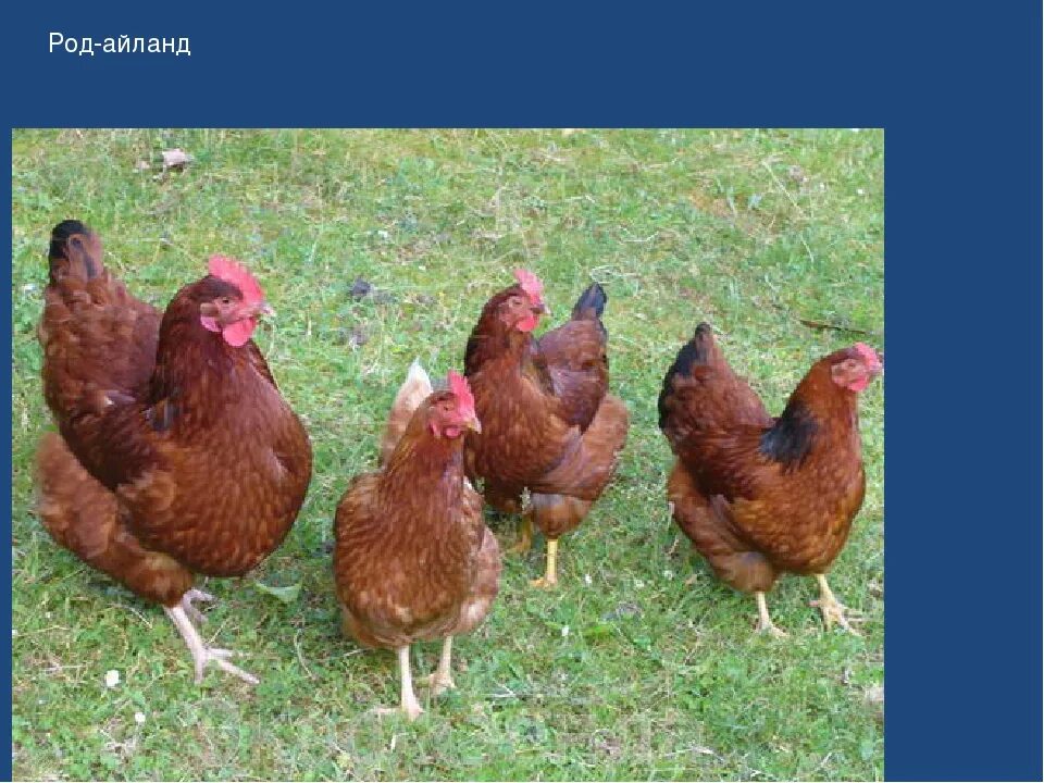Red chickens