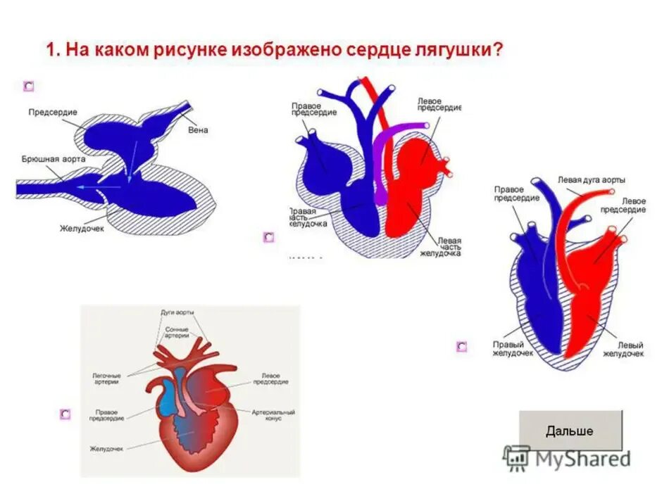 Схема строения сердца земноводного. Схема строения сердца земноводных. Земноводные строение сердца. Сердце земноводных схема.