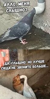 Песня я сюда приехала розовой здоровою