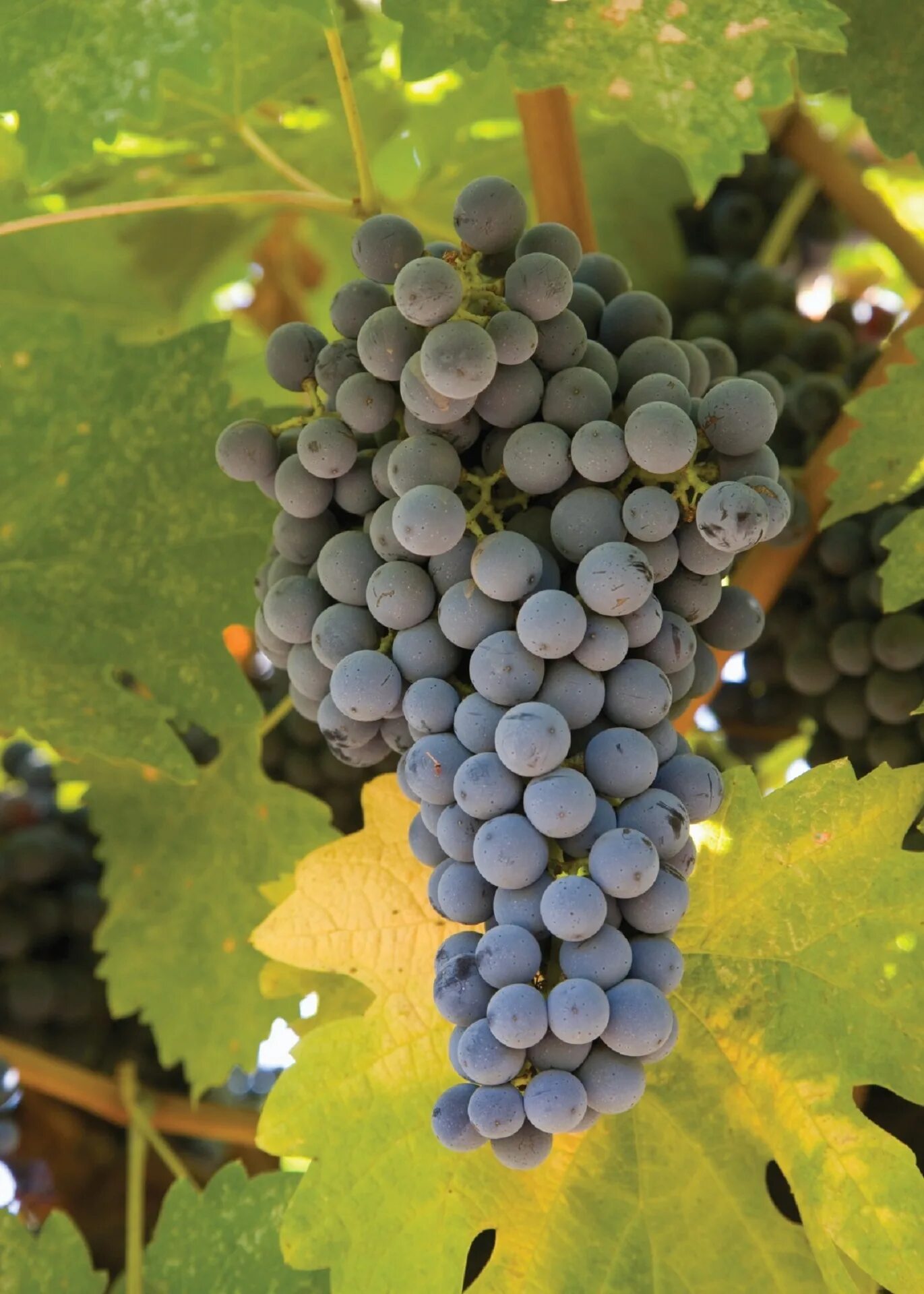 Grape fresher