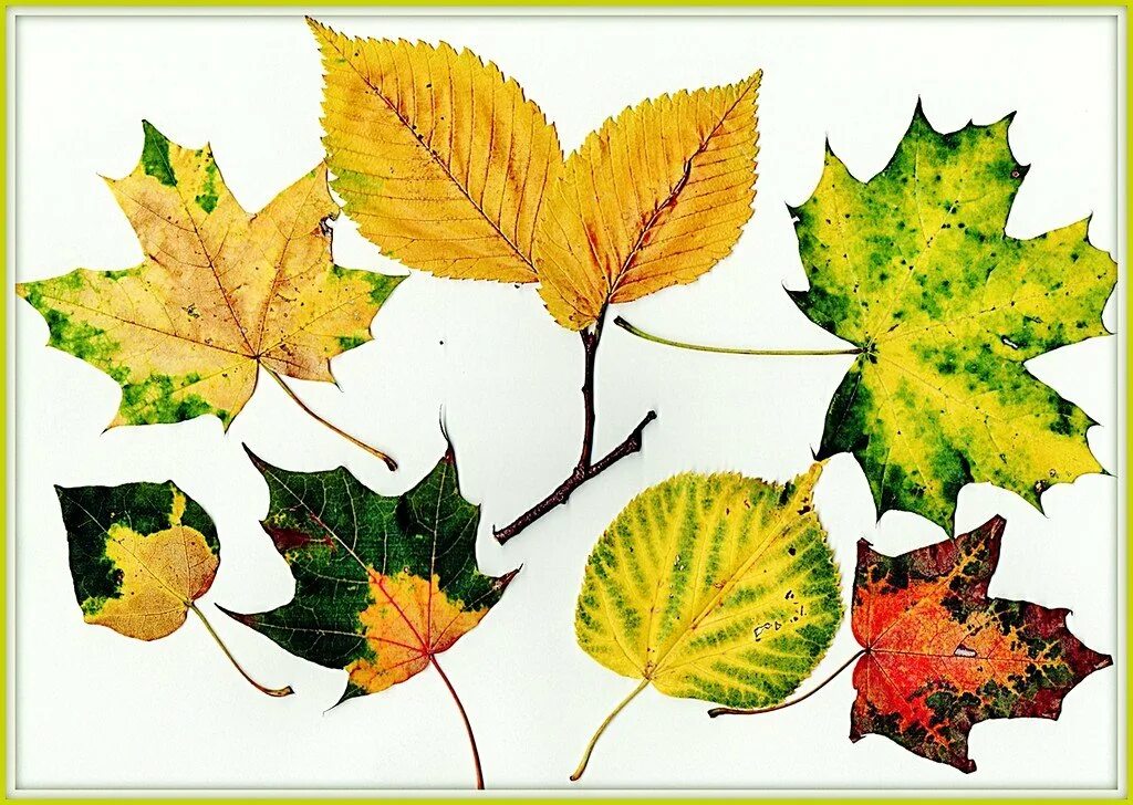 Рисунки опавших листьев. Опавшие листья рисунок. Листопад рисунок. Омид асади. Рисунки опавших листьев.