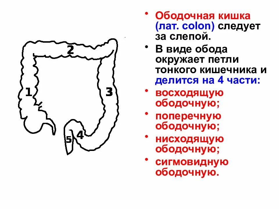 Peritoneum толстый кишечник. Нисходящая ободочная кишка (Colon descendens). Поперечно-ободочная и сигмовидная кишка. Нисходящая ободочная кишка схема. Расширение петель кишечника