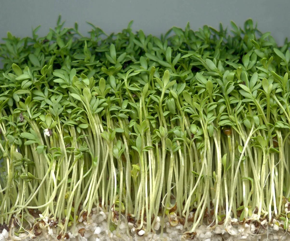Салат какая почва. Микрозелень Кресс-салат. Микрозелень Кресс-салат семена. Микрогрин Кресс салат. Кресс посевной.