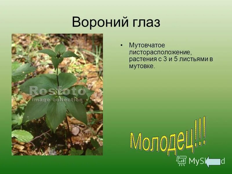 Тип листорасположения у вороньего глаза. Вороний глаз четырехлистник. Вороний глаз четырёхлистный. Вороний глаз семейство лилейные. Вороний глаз травянистое растение.