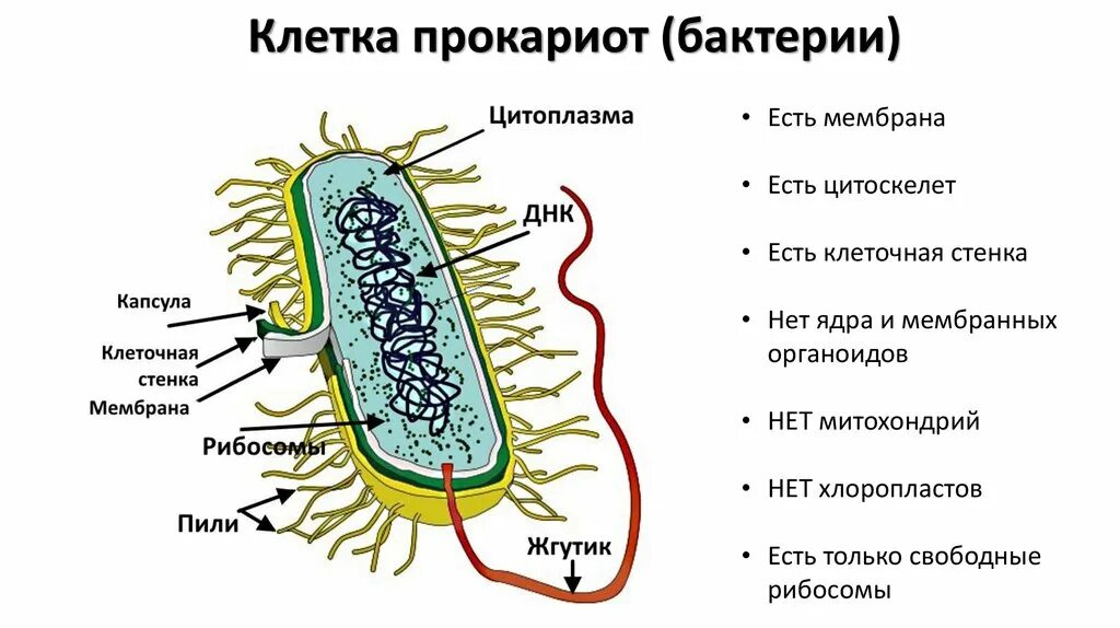 Строение прокариотической бактериальной клетки. Прокариотическая бактериальная клетка строение. Строение клетки прокариот бактерии. Строение прокариотических клеток.