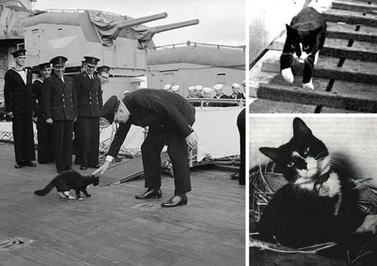 Непотопляемый сэм. Непотопляемый сэм. Кот с линкора бисмарк непотопляемый сэм. Кот оскар непотопляемый. Кот с линкора бисмарк непотопляемый сэм.