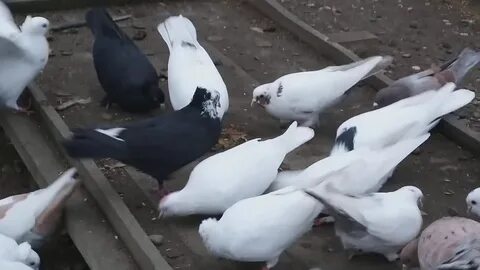 Голуби астрахани