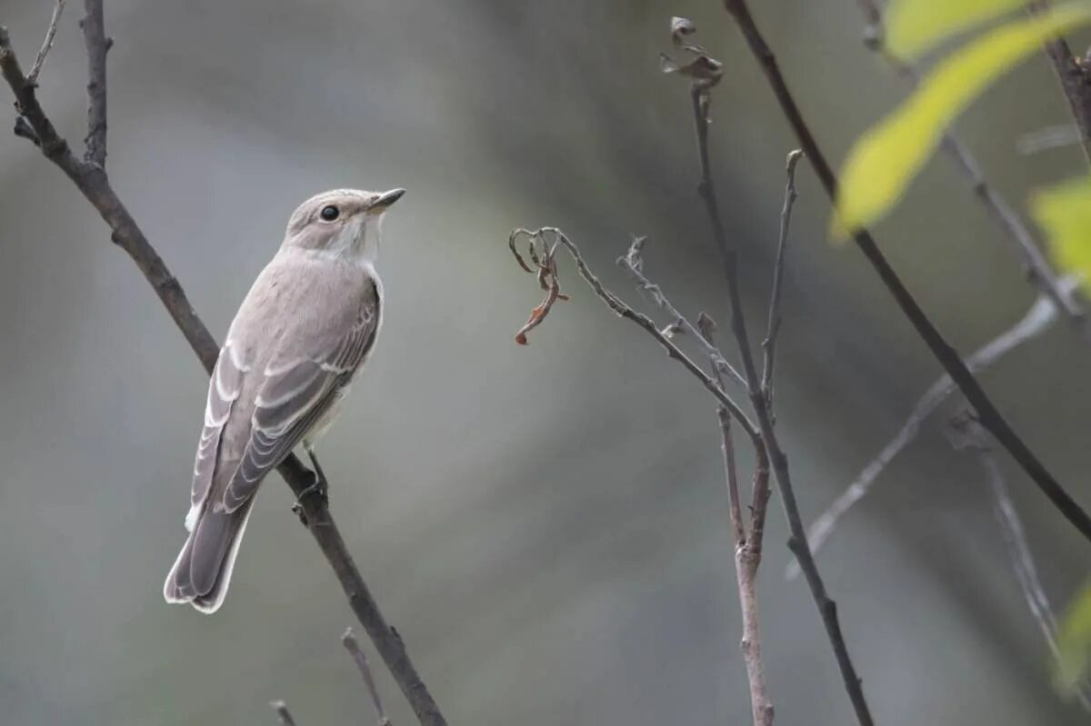 Серая мухоловка (Muscicapa striata). Серая мухоловка птица в Сибири. Мухоловка обыкновенная птица. Маленькая серенькая птичка в Сибири. Серая птица дом