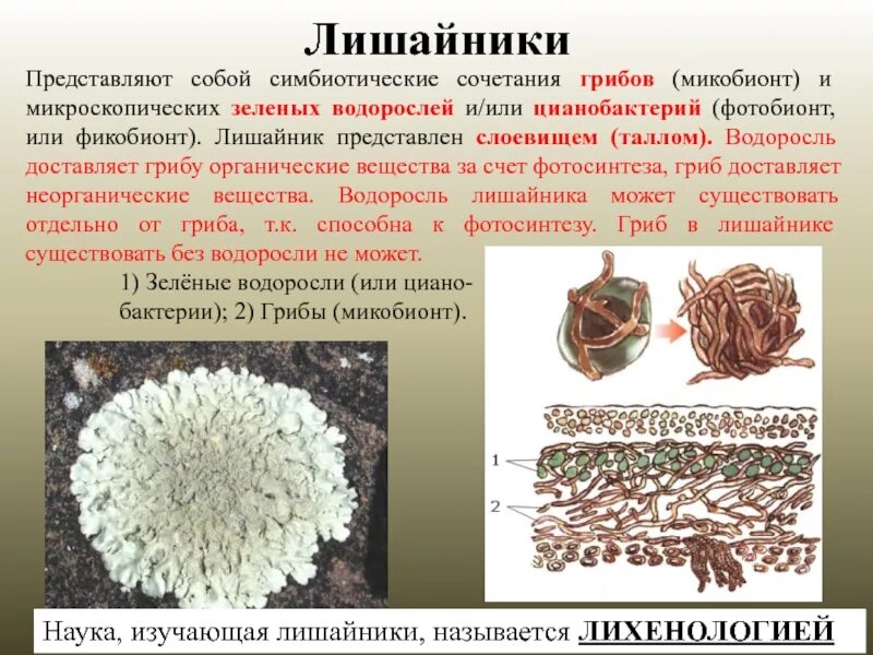 Гриб и водоросль в составе лишайника. Вирусы бактерии грибы лишайники. Лишайники строение и функции. Строение лишайников таблица. Бактерии грибы лишайники.