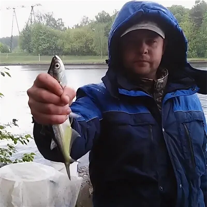 Дмитрию лобне. Дмитрию лобне