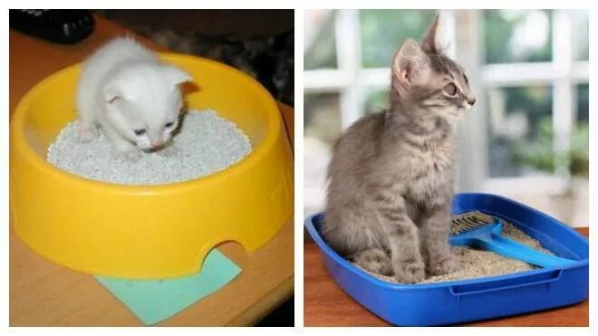 Котенок 2 месяца как приучить к лотку. Лоток для котенка 1 месяц. лоток для котят 2 месяца. котенок в горшке. приучение к лотку шотландской кошки.