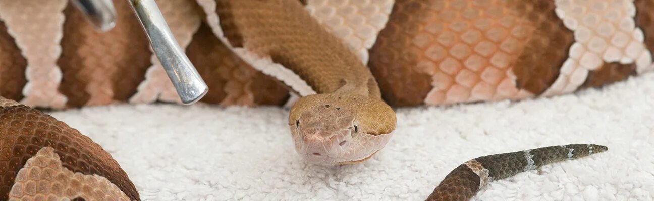 Snake bites