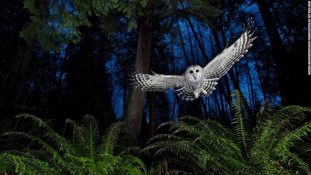 Ночные совы и летнее небо читать. Филин в ночном лесу. Сова ночью в лесу. Ночные птицы в лесу. Сова в ночном лесу.