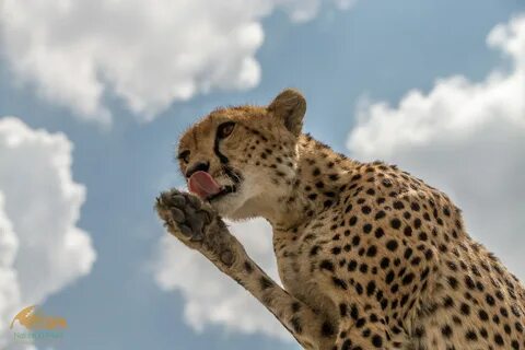 Животные wildlife