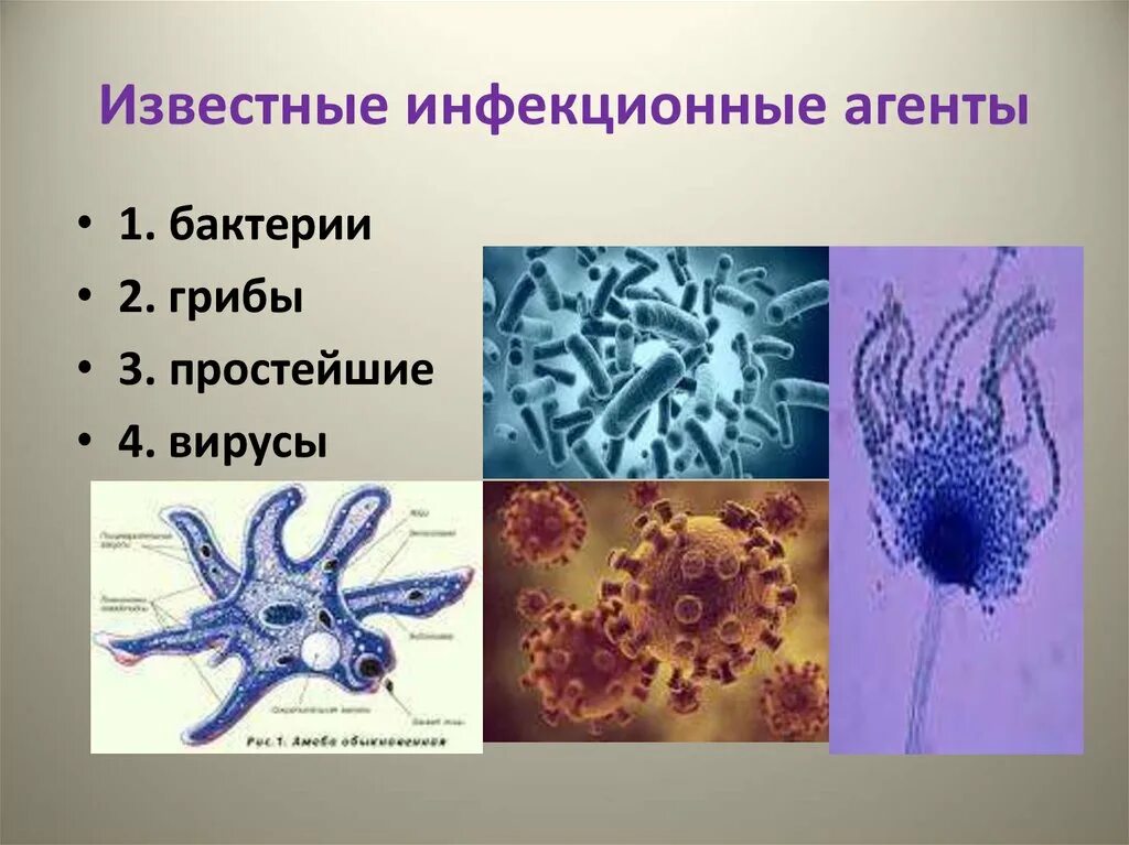 Бактерии вирусы грибки. Бактерии вирусы простейшие. Бактерии вирусы грибы простейшие. Бактерии грибы простейшие.