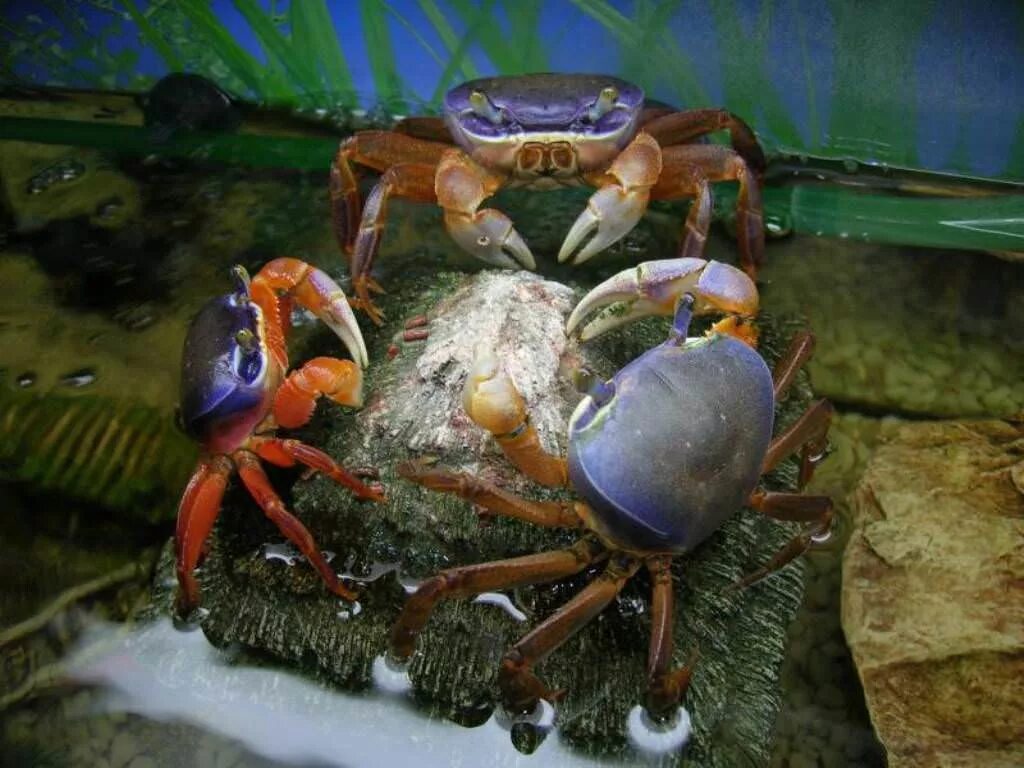 краб радужный аквариумный. аквариумный радужный крабик. аквариумный радужный крабик. Cardisoma armatum. радужный мангровый краб.